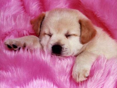 qu'elle bo chien